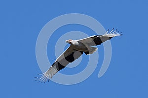 Palm-nut vulture Gypohierax angolensis