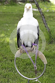 Palm-nut vulture (Gypohierax angolensis)