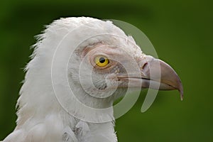 The palm-nut vulture Gypohierax angolensis photo