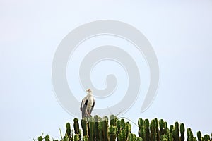 Palm-nut vulture