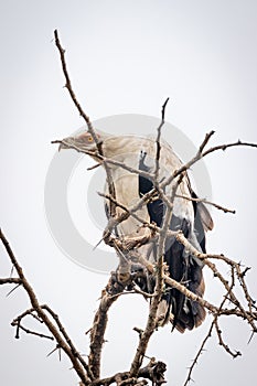 Palm-nut vulture  Gypohierax angolensis in a tree, Queen Elizabeth National Park, Uganda.