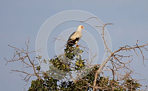 Palm-nut vulture at his roosting place
