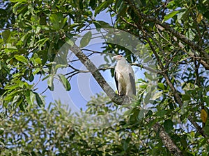 A palm nut vulture sitting on a tree