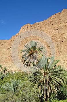 Palm oasis in dry desert mountains in north Africa