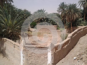 The Palm Oasis