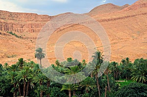 Palm oasis in Morocco