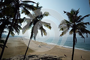 Palm and Ocean coast with big waves in India