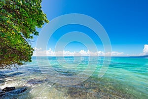 Palm Ocean Sky caribbean coast