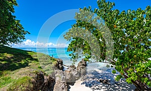 Palm Ocean Sky caribbean coast