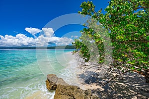 Palm Ocean Sky caribbean coast