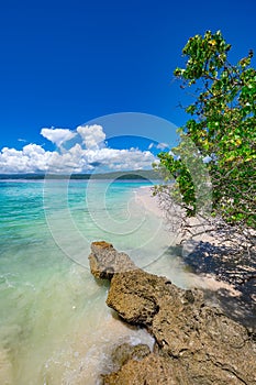 Palm Ocean Sky caribbean coast