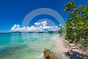 Palm Ocean Sky caribbean coast