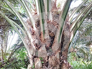 Palm oil abnormally sterile palm type