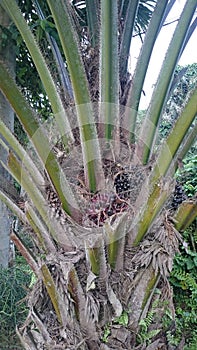 oil palm plants from Kalimantan photo
