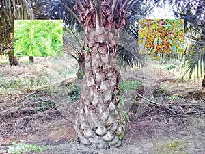 Palm oil phosphate deficiency