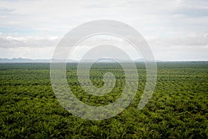 Palm oil plantation