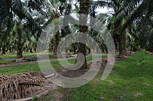 Palm oil Plantation