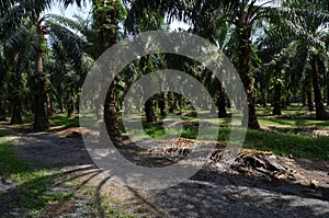 Palm oil Plantation