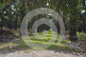 Palm oil Plantation