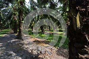 Palm oil Plantation