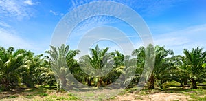 Palm oil plantation