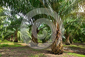 Palm oil plantation