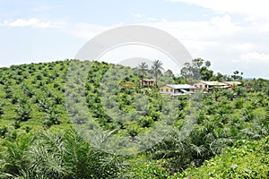 Palm oil plantation