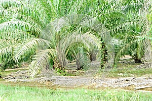 Palm oil plantation