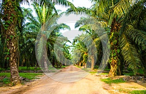 Palm oil plantation