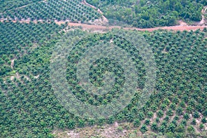 Palm oil plantation, aerial view over large plantation in Cambodia