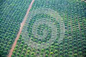 Palm oil plantation, aerial view over large plantation in Cambodia