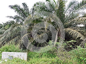 Palm oil plantation in kluang, johor, malaysia