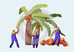 Palm Oil Producing Industry Concept with Workers Collecting Fruits or Coconuts from Palm Tree, Seasonal Work, Laborers Taking Crop