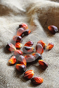 Palm Oil Seed