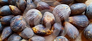 Palm oil seed with seeds structure