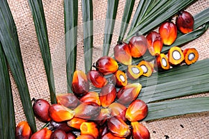 Palm Oil seeds