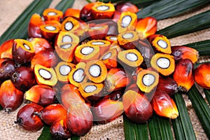 Palm Oil seeds