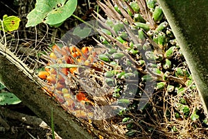 Palm oil seeds in a tree