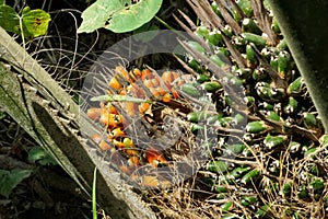 Palm oil seeds in a tree