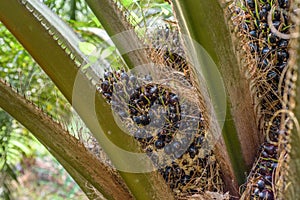 Young oil palm fruitlets, shiny exocarp, spiky fronds