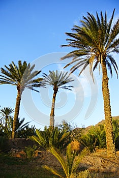 Palm orchard of a desert oasis