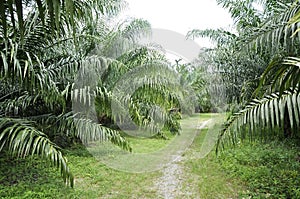 Palm Outdoor Farm Crop Way