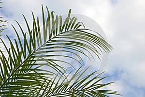 Palm Palm fronds photo