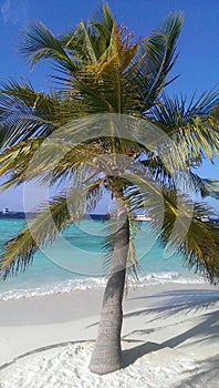 Palm in paradise