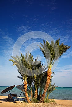 Palm paradise beach