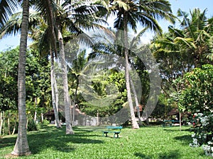 Palm in park