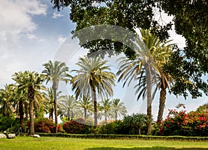 Palm Park of Catholic Church on the Mount of Beatitudes, Israel