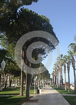 Palm and pine avenue along the sea in Antalya