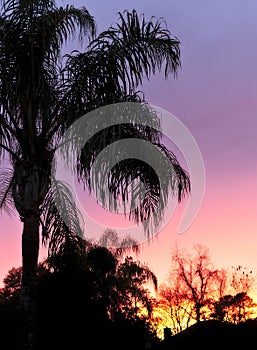 Palm Pink Sunset of Florida