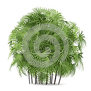 Palm plant bush isolated. Rhapis excelsa photo